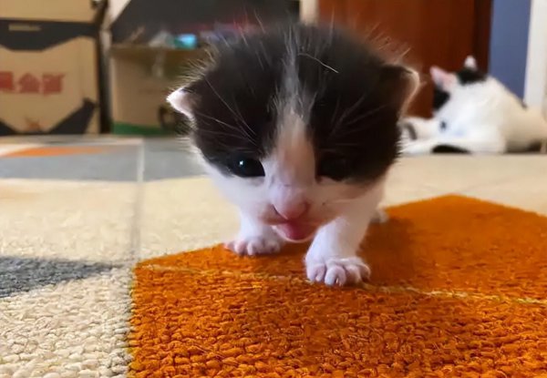 捡猫回家好不好