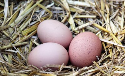 鸡蛋打开蛋黄是散的但是不臭还能吃吗 辨别生鸡蛋坏没坏