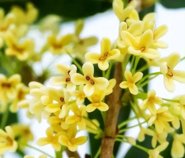 桂花树喜阳还是喜阴