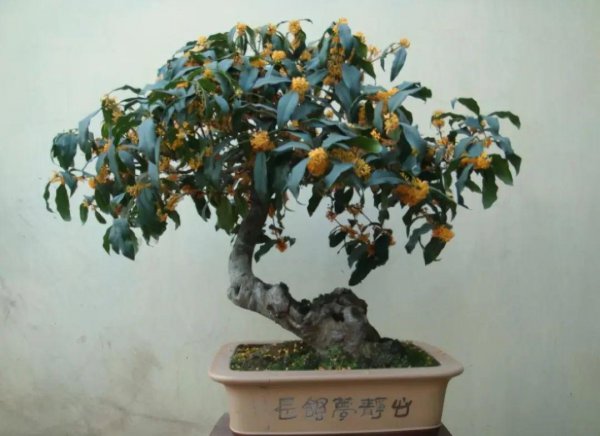 桂花树喜阳还是喜阴