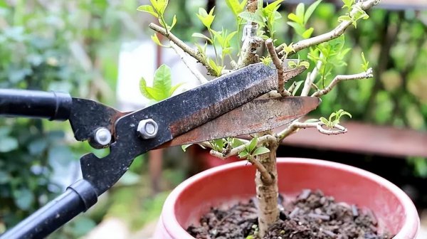 桂花树喜阳还是喜阴
