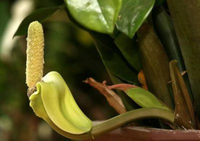 金钱树会开花吗 家养金钱树开花的寓意与征兆介绍