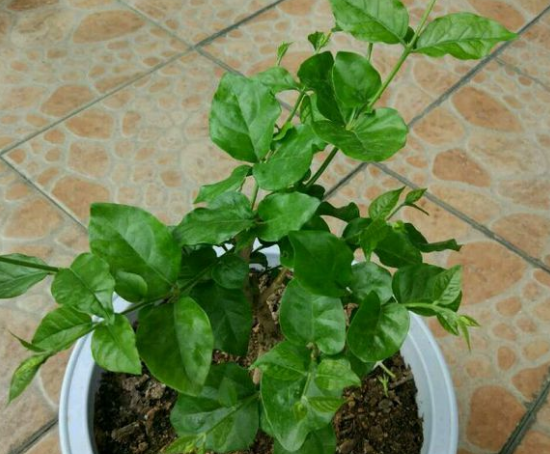 茉莉花什么时候换盆最好活
