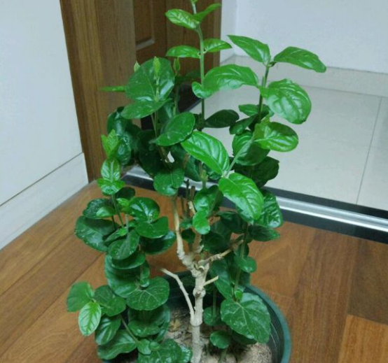 茉莉花什么时候换盆最好活