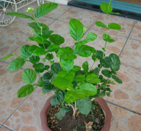 茉莉花什么时候换盆最好活
