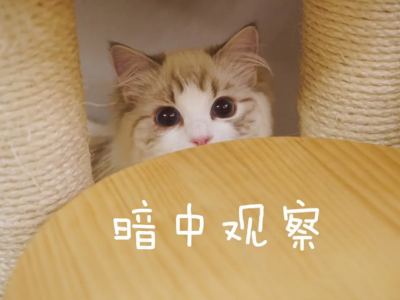 猫几个月可以洗澡 宠物猫多长时间洗一次澡比较好