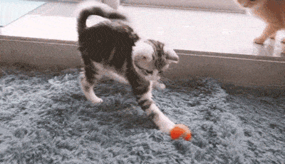 猫晚上嗷嗷叫是什么意思