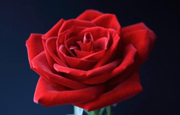 玫瑰花黄叶子咋回事