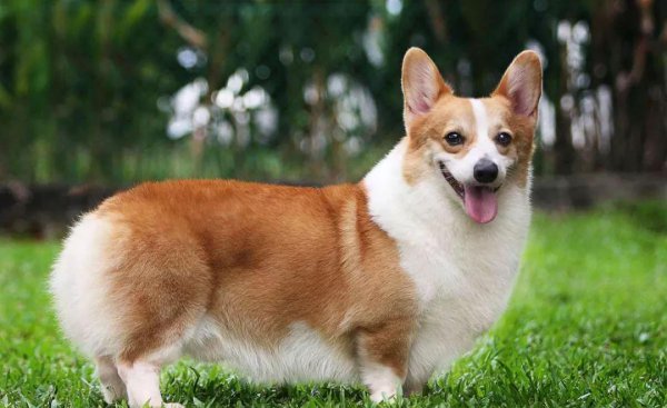 柯基犬怎么看纯不纯的技巧