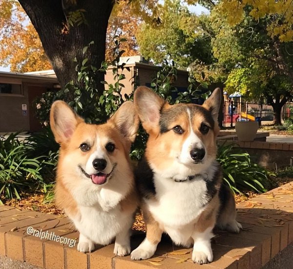 柯基犬怎么看纯不纯的技巧