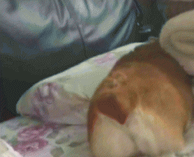 柯基犬怎么看纯不纯的技巧