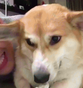 柯基犬怎么看纯不纯的技巧