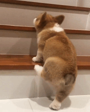 柯基犬怎么看纯不纯的技巧