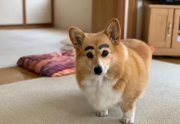 柯基犬怎么看纯不纯的技巧