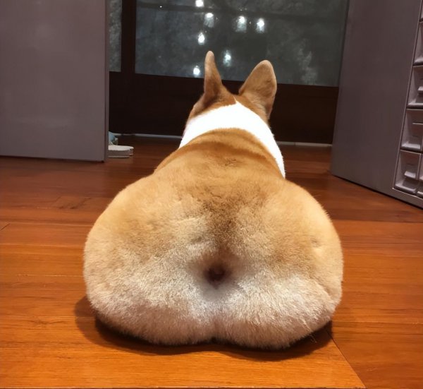 柯基犬怎么看纯不纯的技巧