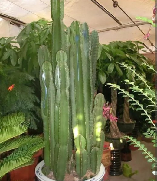 室内易养的懒人盆栽植物