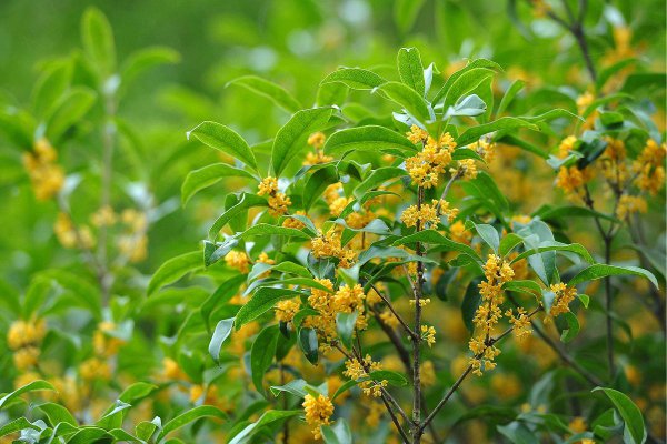 桂花不开花是什么原因造成的