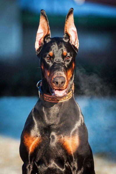杜宾犬的优点和缺点介绍