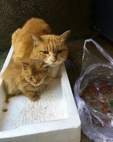 流浪猫渴望被（S-Y）的表现
