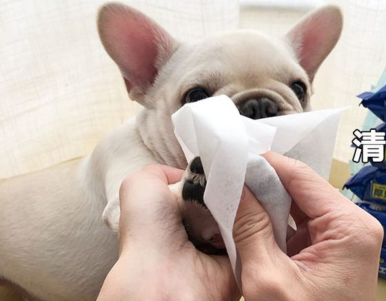 养过狗的屋子太臭怎么办