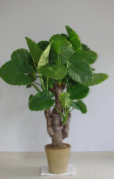 滴水观音植物有毒吗