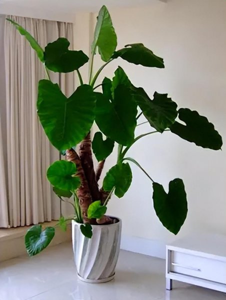 滴水观音植物有毒吗