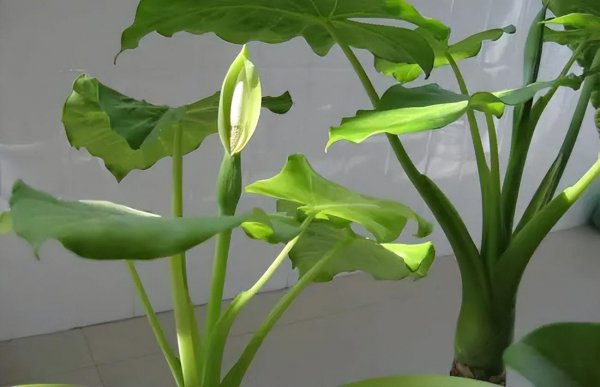 滴水观音植物有毒吗