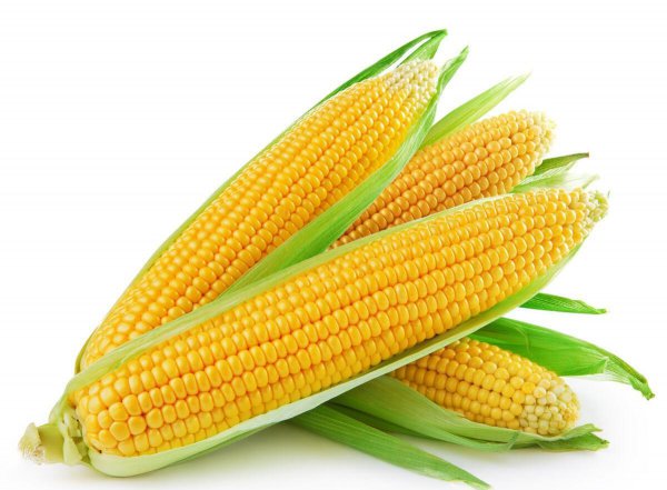 高产玉米种子十大品种