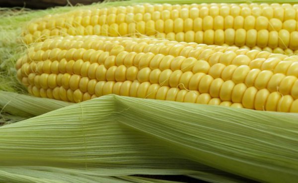 高产玉米种子十大品种