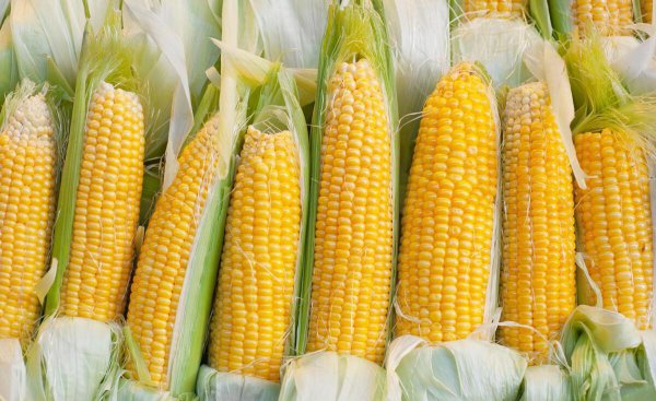 高产玉米种子十大品种