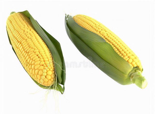 高产玉米种子十大品种