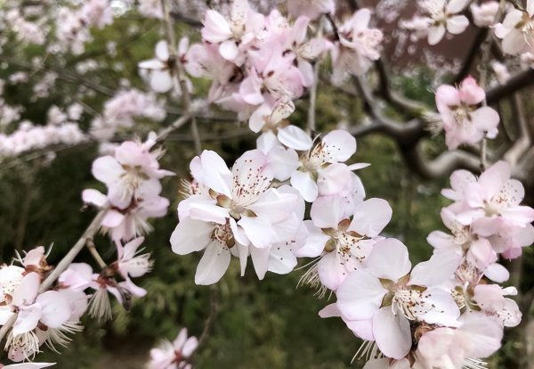 花朝节的由来和风俗有哪些