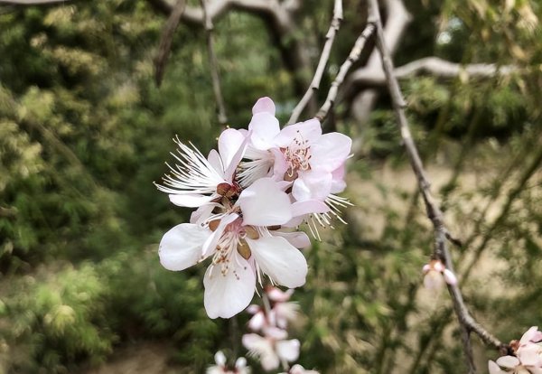 花朝节的由来和风俗有哪些