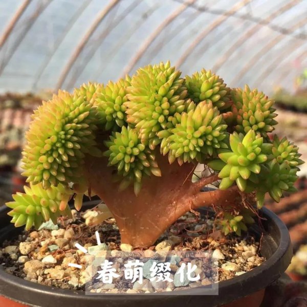 多肉石化什么意思