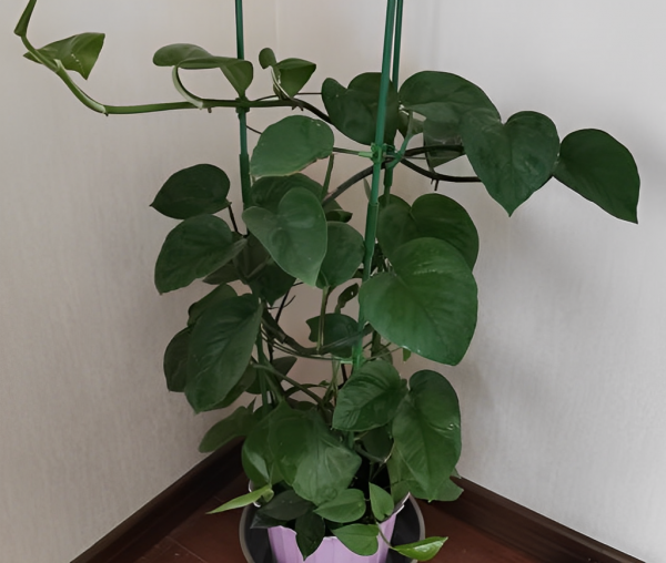 一棵绿萝七个鬼什么意思