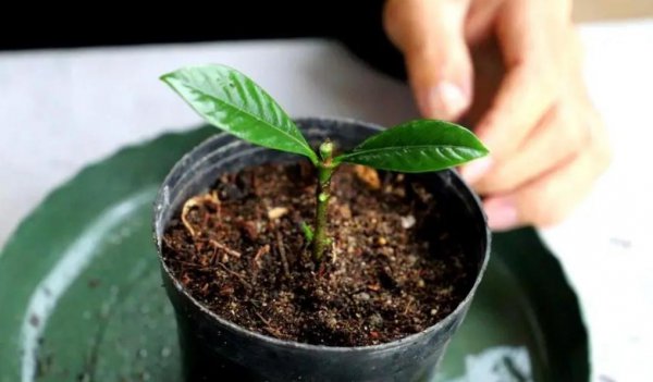 生根水的使用方法和用量