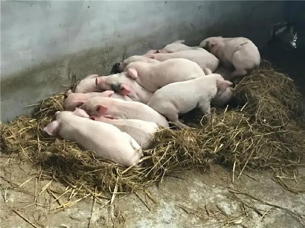 什么样的猪舍养猪最好养