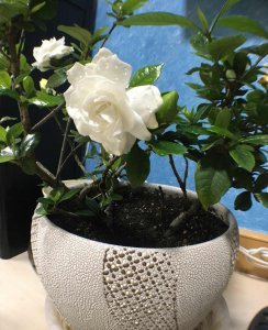 栀子花叶子边缘发黑干枯怎么办 叶子边发黑原因及补救