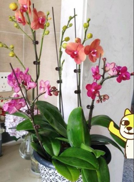 蝴蝶兰可以用土栽培吗