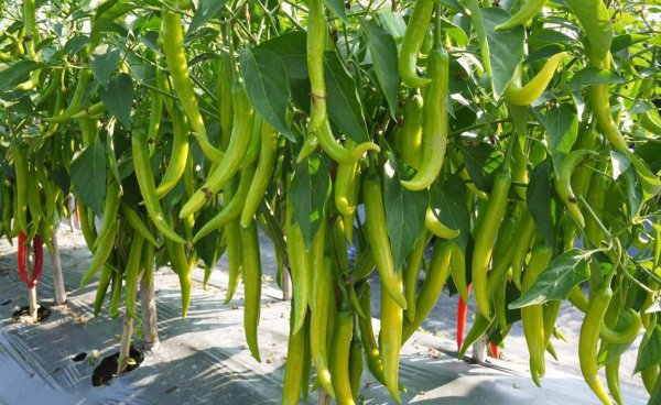 辣椒移栽多久施肥料一次好