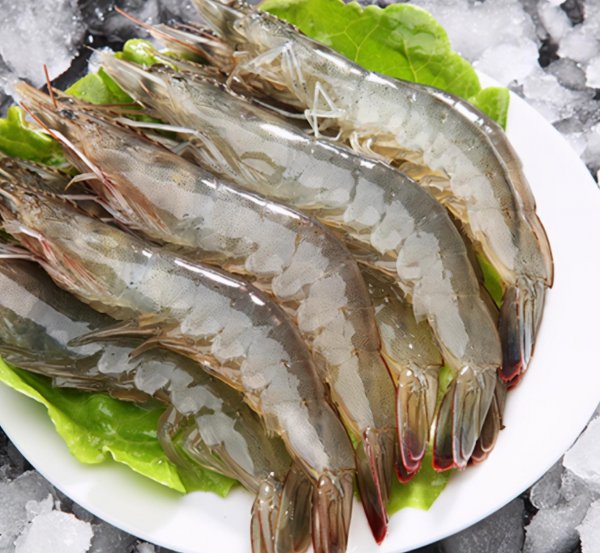 海水虾和淡水虾有什么区别图片