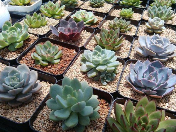 怎样杀灭花盆里的小飞虫土方法