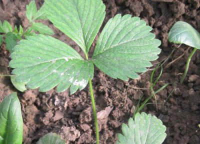 目前最好的草莓品种介绍 草莓什么品种好种又好吃