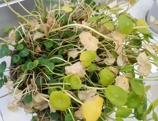 铜钱草喜阴还是喜阳的植物