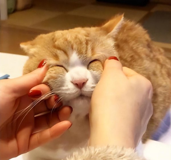 猫喜欢被触摸的位置