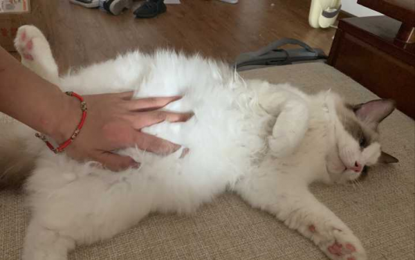猫喜欢被触摸的位置