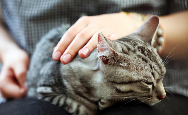 猫喜欢被触摸的位置