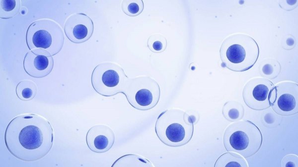 水母的资料简介