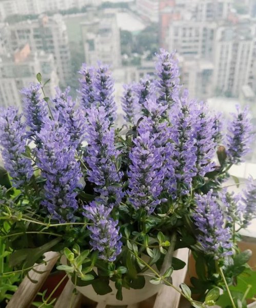 筋骨草长什么样子图片
