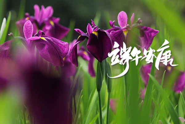 关于端午节古诗大全